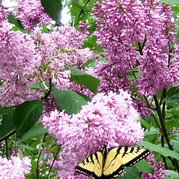 Meet your Posher, Lynn - Picture 1 of 1